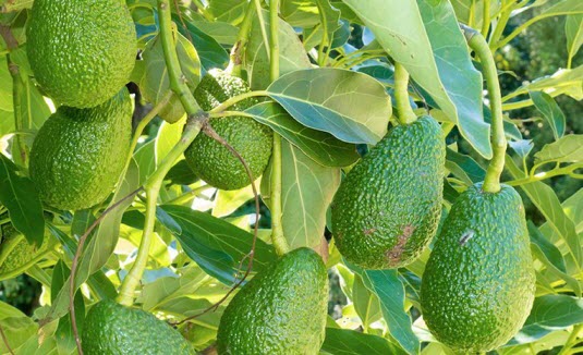 Huile d'avocat pour les cheveux